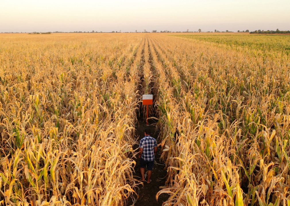 #4. Corn